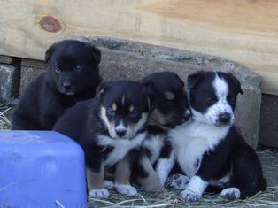 Puppy 7